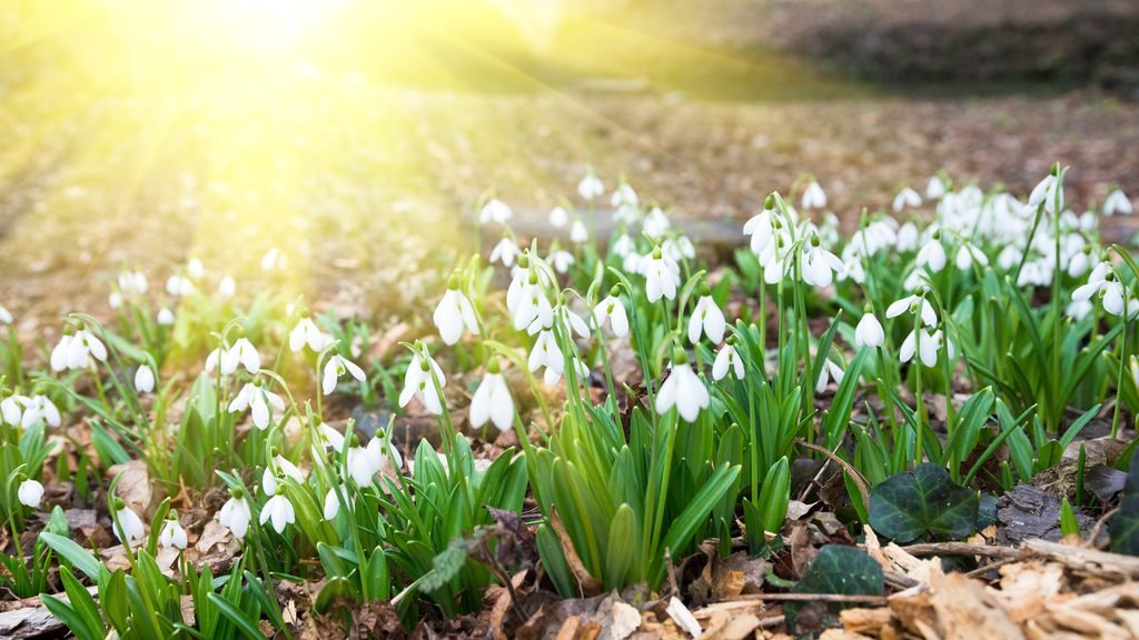 Snowdrop flowers at sunrise