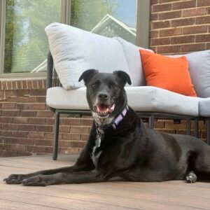 JPEG Keeping Eye on Backyard